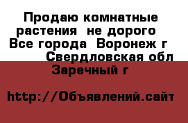 Продаю комнатные растения  не дорого - Все города, Воронеж г.  »    . Свердловская обл.,Заречный г.